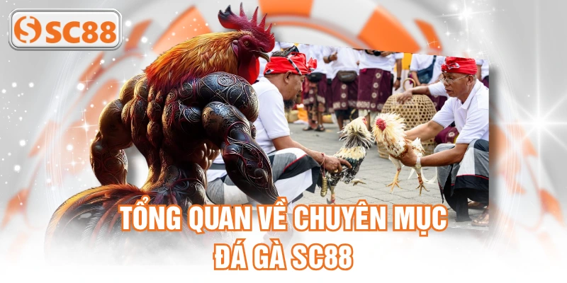 Tổng quan về chuyên mục đá gà SC88